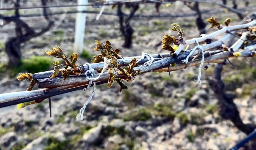 Çiftçilere zirai don uyarısı