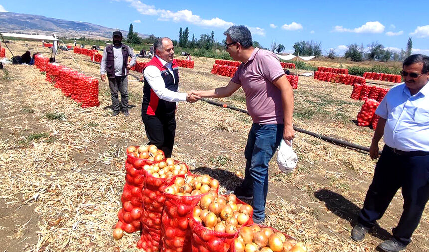 Kuru soğanın başkentinde hasat başladı