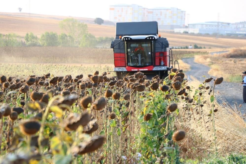 Yağlık ayçiçeği alım fiyatı açıklandı