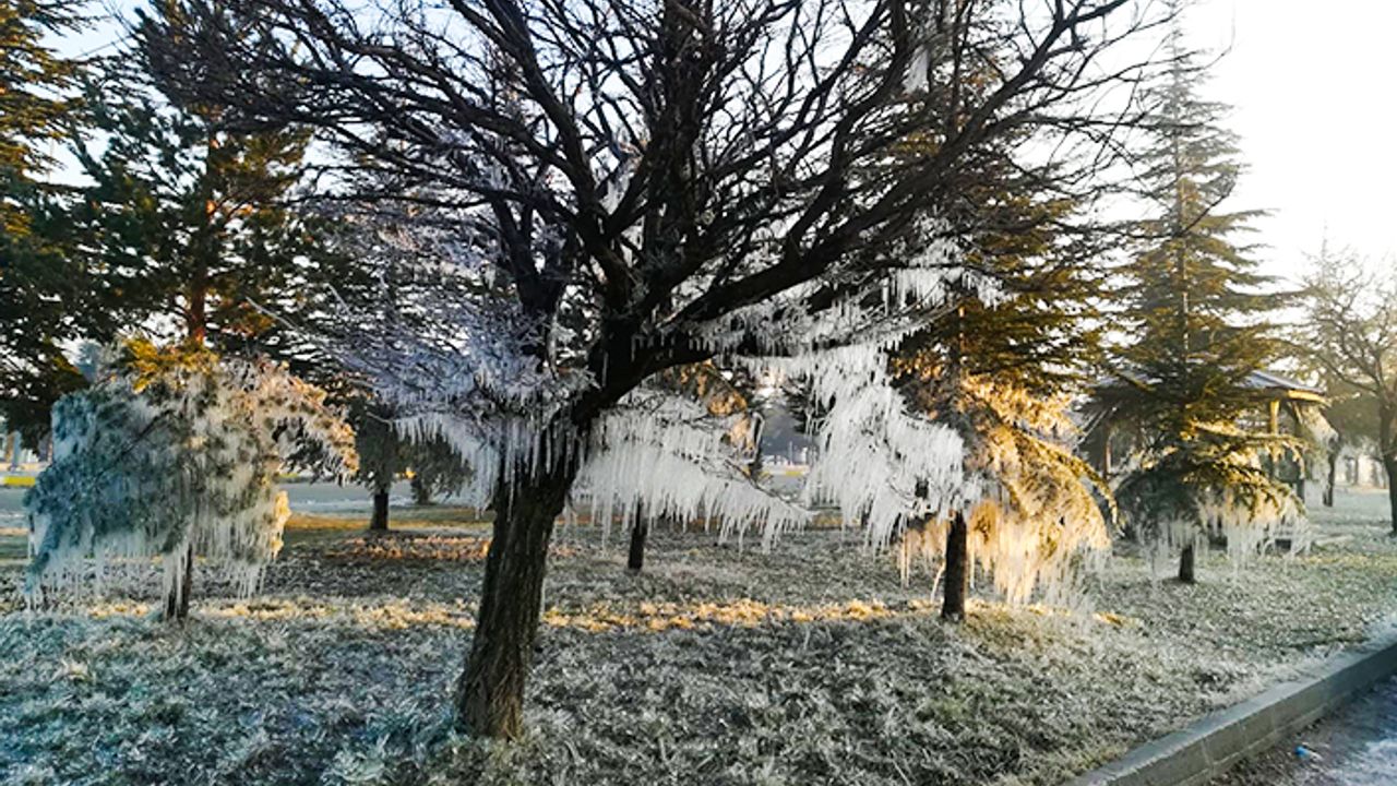 Soğuktan ağaçlar dondu