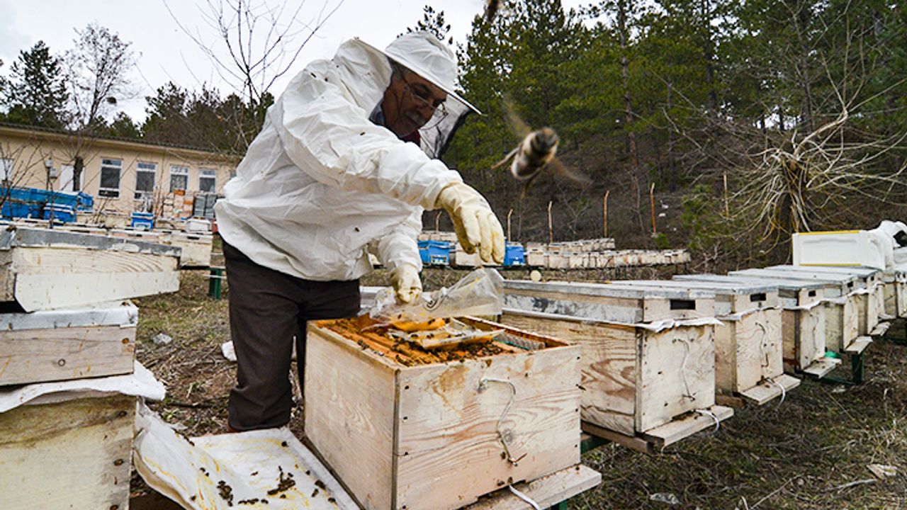 Anadolu arı ırkı, Çorum'da "damızlık" olarak üretilecek