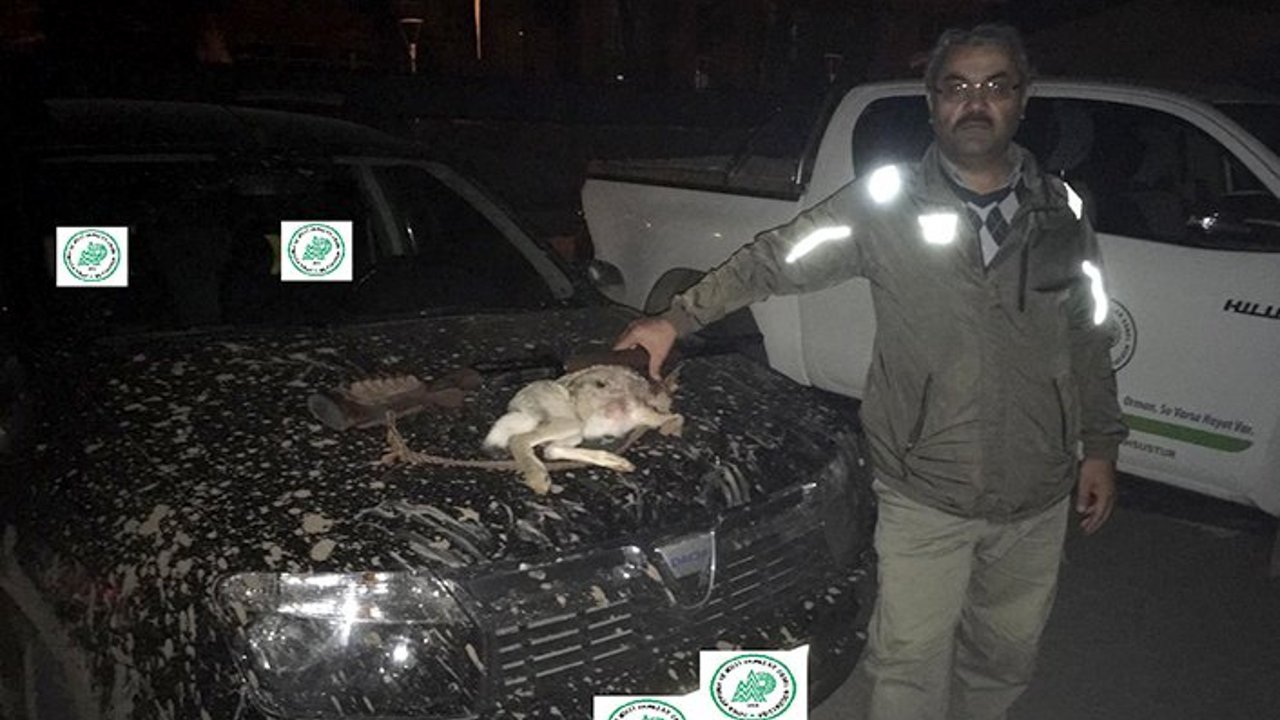 Far ışığıyla tavşan avına 12 bin lira para cezası