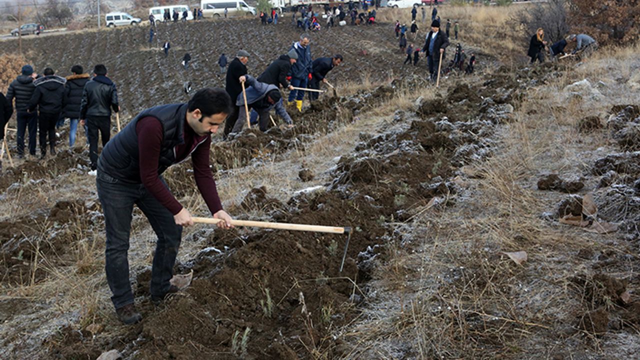 Hattuşa "lavanta" kokacak