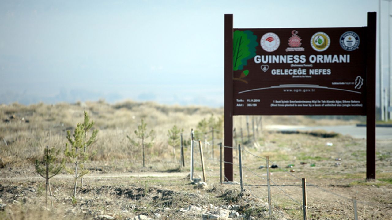 Guinness Ormanı’na    özenle bakılıyor