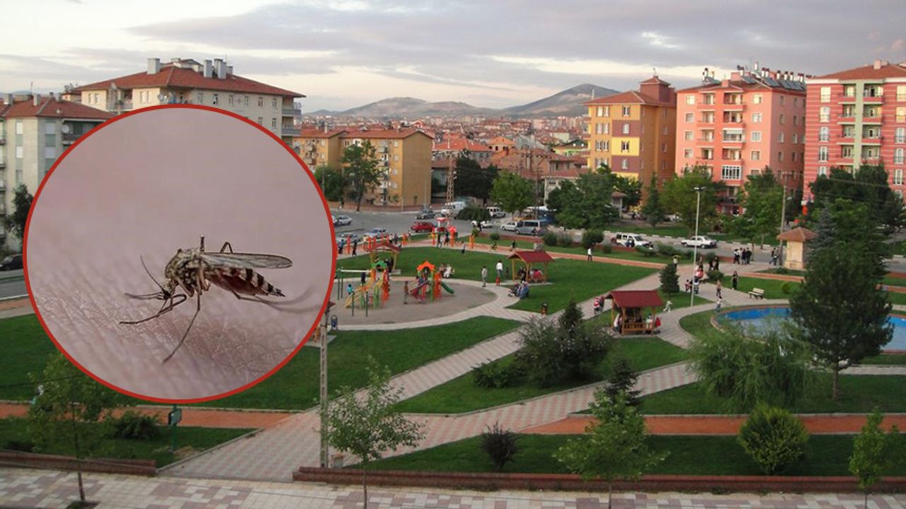 Mimar Sinan Mahallesi  sivrisineklerden şikayetçi