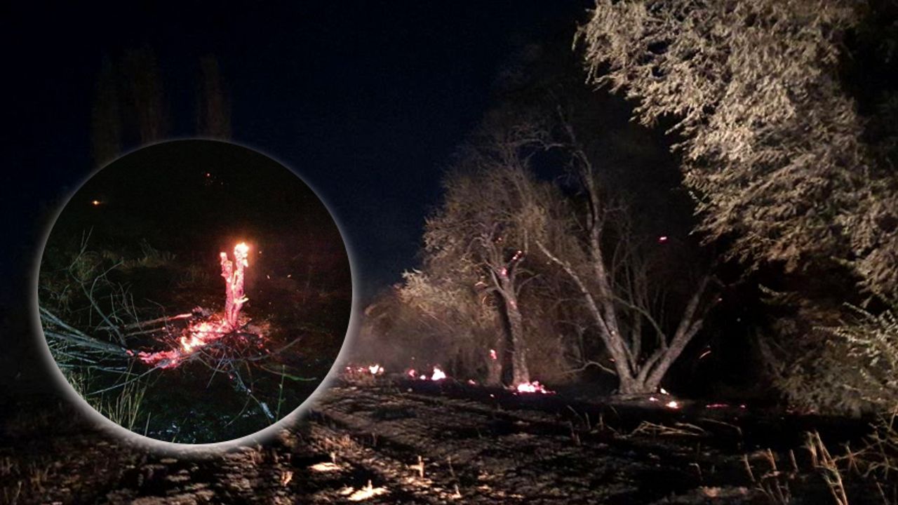 Anız yangınında yüzlerce ağaç kül oldu