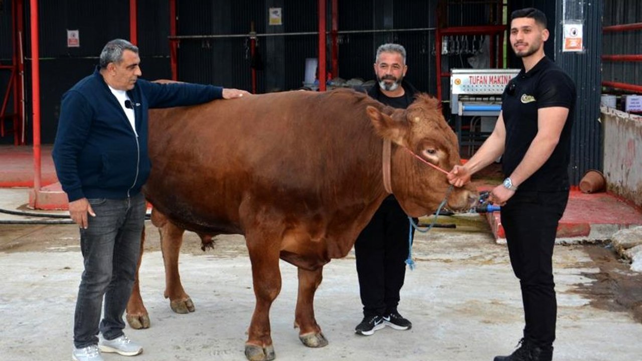 Çorum'un en pahalı danası! Fiyatı dudak uçuklattı