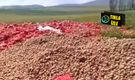 Tonlarca patates ve soğan tarlaya döküldü