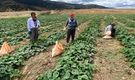 Çorum'un salatalığı ile meşhur köyü