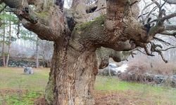 10 asırlık ağaç koruma altına alınacak