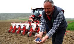 Ayçiçeğinde yüksek rekolte hedefleniyor