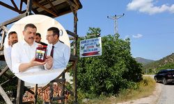 Çorum'da ilk defa zeytin hasadı yapıldı