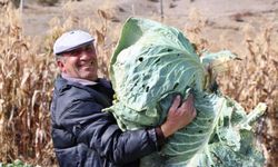 Çorum'da 40 kiloluk lahanalar şaşkına çeviriyor