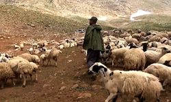 Çorum'da Afgan çobanlar tez konusu oldu