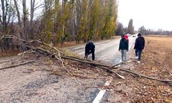 Boğazkale’de şiddetli rüzgar ağaçları devirdi