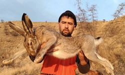 Çorum'da 7 kiloluk tavşan yakalandı