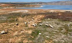 Baraj sularının çekildiği alanda koyunlar otluyor