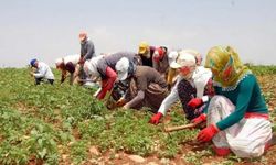 Mevsimlik tarım işçileriyle ilgili önemli düzenleme