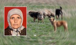 Sahipsiz köpeklerin saldırısına uğrayan kadın öldü