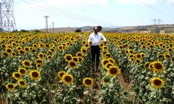 Çorum'da 468 bin dekar alanda yağlık ayçiçeği ekimi yapıldı