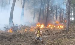 Korkutan yangın: 2 hektarlık alan zarar gördü