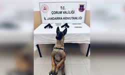 Bomba arama köpeği Arşiv, araçta 2 ruhsatsız silah buldu