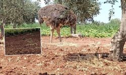 Kaçak deve kuşunun macerası Kilis sınırında bitti!