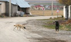 Evine giderken köpeklerin saldırısına uğradı