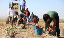 Çorum'un bu ilçesinde mor soğan hasadı başladı