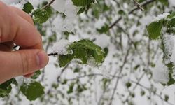 Meteoroloji'den Çorum'a zirai don uyarısı