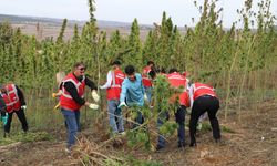 Çorum'da 30 dönüm alanda kenevir hasadı yapıldı