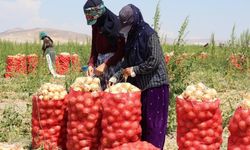 Çorum'da soğanlar tarlada kaldı