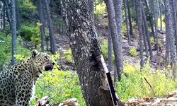 Anadolu parsı fotokapanla görüntülendi