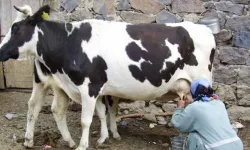 Çorum'da inek bir kadını hastanelik etti