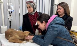 Veteriner İşleri Müdürlüğü’nün  hızlı müdahalesine teşekkür