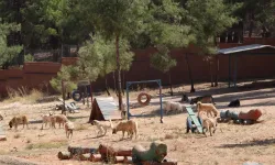 Çorum'da 4 yere kurulacak doğal yaşam alanı için sona gelindi