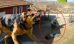 Çorum'da köpeğin saldırısına uğrayan 3 kişi yaralandı