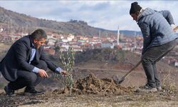 Çorum'un bu köyünde her doğan çocuk için fidan dikiliyor