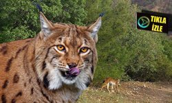 Vahşi hayvan Çorum'da böyle görüntülendi