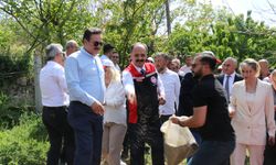 Mecitözü’nde 73 dekar alanda kenevir ekildi