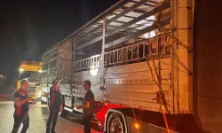 Osmancık'ta hayvan sevkiyatlarına yönelik yol kontrolleri yapılıyor