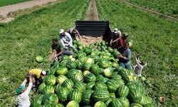 Komşuda yetiştirilen karpuz Çorum'a gönderiliyor