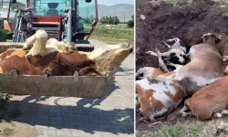 Ölen hayvan sayısı korkunç boyutlara ulaştı