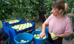 Bursalı çiftçiler İtalyanları geride bıraktı