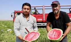 Komşuda yetiştiriliyor, Çorum'a da gönderiliyor