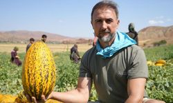 40 derece sıcaklıkta kavun hasadı