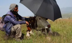 Çaresizliğin fotoğrafı