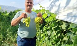 Üzüm sezonu açıldı, üreticiler sosyal medyada tanıtıma başladı
