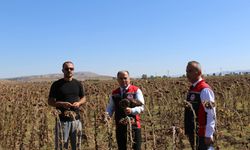 Mecitözü'nde tarla günü