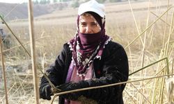 Çorum'da deneme amaçlı ekilen kenevirde ilk hasat yapıldı